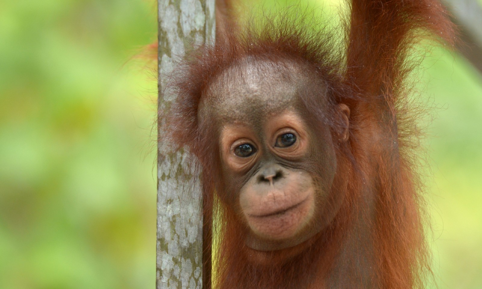 Interesting Facts About Orangutans Just Fun Facts Sumatran | My XXX Hot